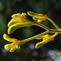 Anigozanthos - BUSH GOLD - Kangaroo Paw