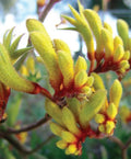 Anigozanthos - GOLD VELVET - Kangaroo Paw 'Gold Velvet' PBR