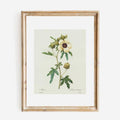 Antique Replica Hibiscus Trionum Botanical Art Print