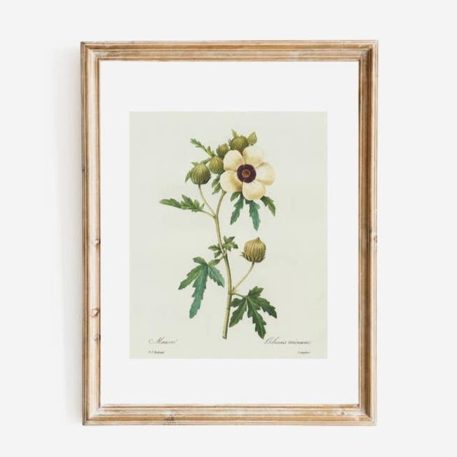 Antique Replica Hibiscus Trionum Botanical Art Print