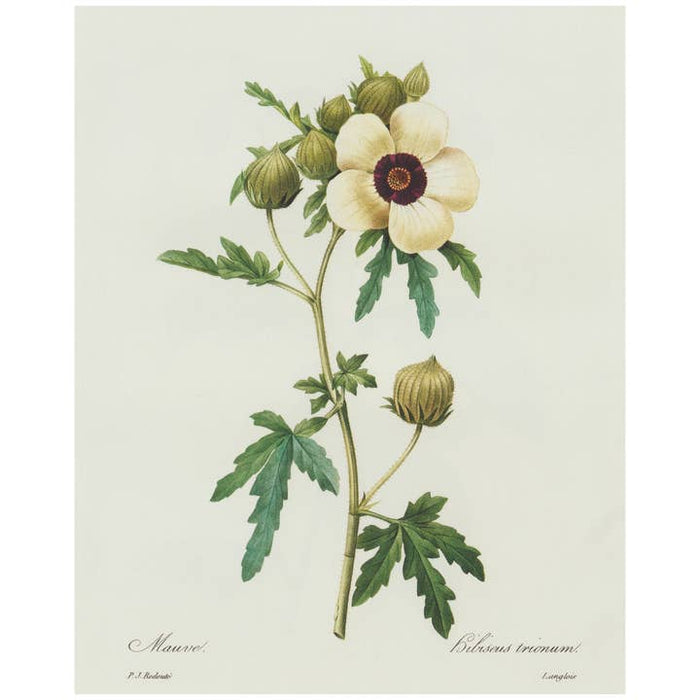 Antique Replica Hibiscus Trionum Botanical Art Print