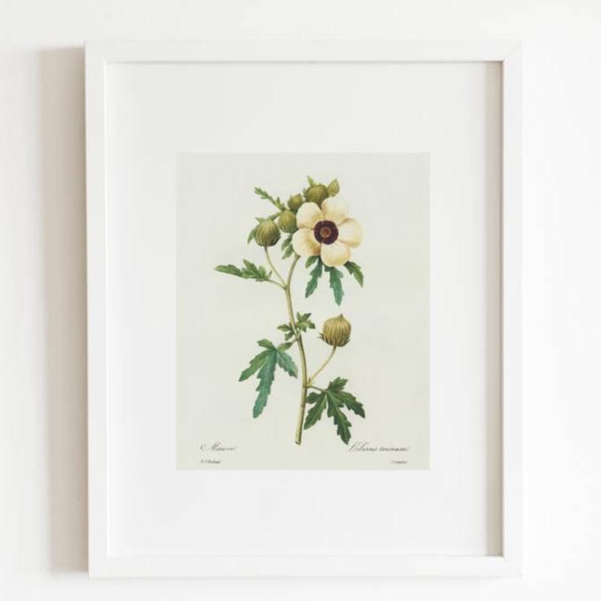 Antique Replica Hibiscus Trionum Botanical Art Print