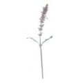 Lamb's Ear Stem