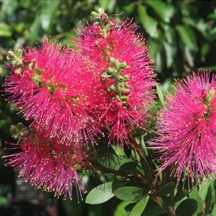 Melaleuca citrina x pallida - HOT PINK - Lemon Bottlebrush 'KKH01' PBR
