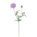 Scabiosa Stem